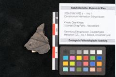 Foto (Objekt + Etikett) von Cinnamomum intermedium Ettingshausen (NHMW-GEO-2024-0188-10155a)
